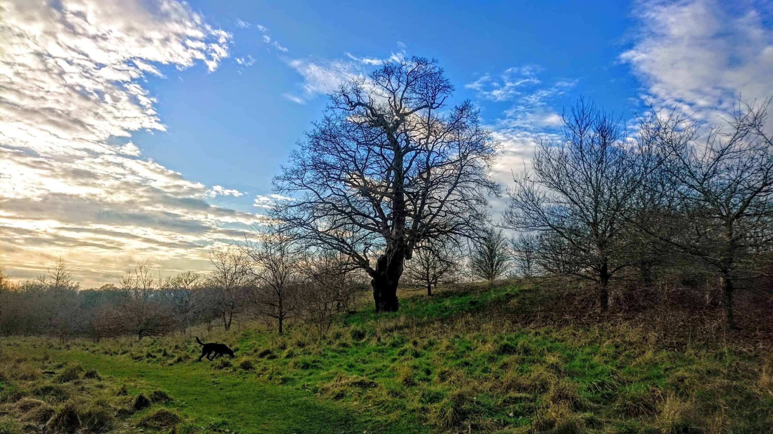 Historic village playing fields with trees and open space in Cookley.